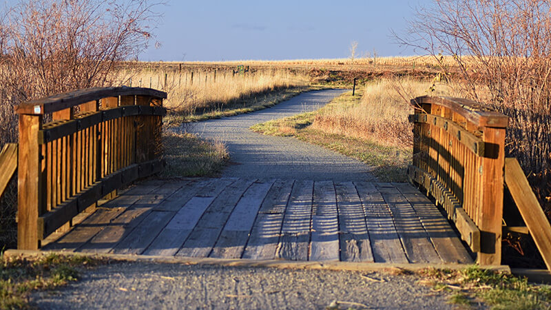 Cattle crossing in the open prairie